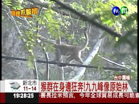 蝴蝶沿路做伴! 來去桐林社區秘境