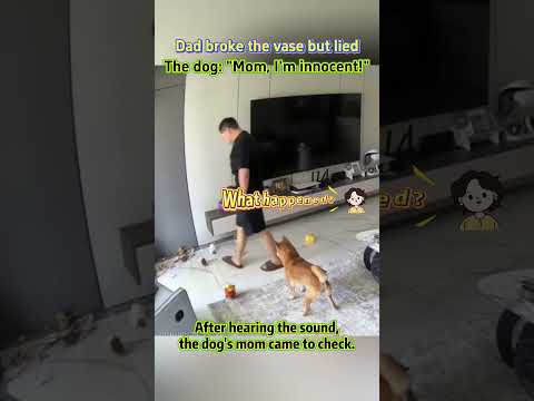 【Dad broke the vase but lied. The dog: 