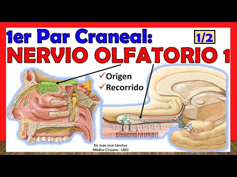 🥇 1er Par Craneal - NERVIO OLFATORIO (1 de 2). Origen Real y Aparente, Trayecto y Relaciones