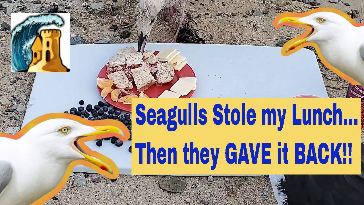 Seagulls Stole My Lunch, Then Gave It Back! | Sandcastle Mania