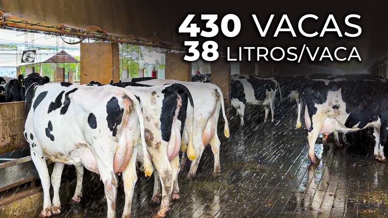430 VACAS, 37 LITROS/DIA A 40°C: FAZENDA FAMILIAR TRIPLICOU SUA PRODUÇÃO EM 10 ANOS NO PARAGUAI 🇵🇾