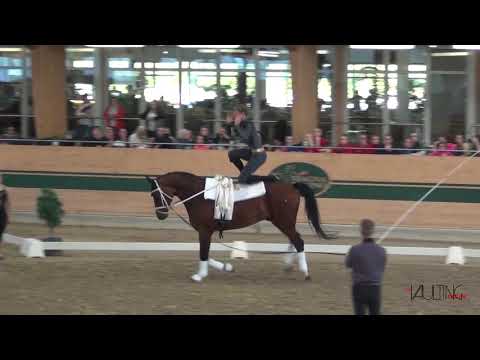 Gregor Klehe (GER), CVIO Ebreichsdorf 2019