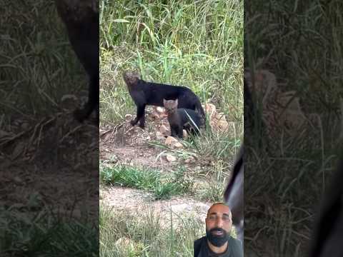 #sabiadocampo #gatodomato#jaguar #nature #felinosgatitos
