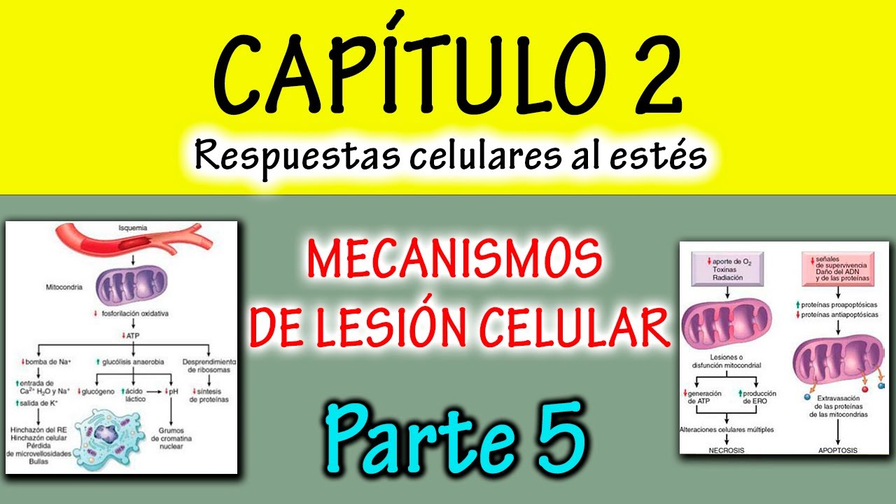 CAPÍTULO 2 Robbins: Mecanismos de lesión celular (⬇️ATP, daño mitocondrial, ⏩Ca++)