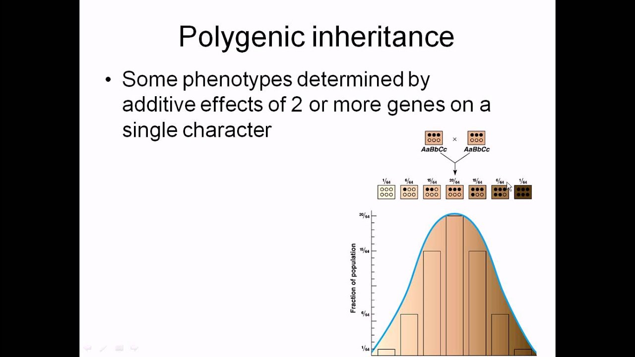 Polygenic inheritance