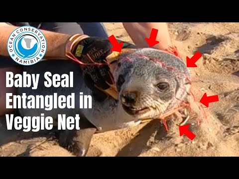 Baby Seal Entangled in Veggie Bag