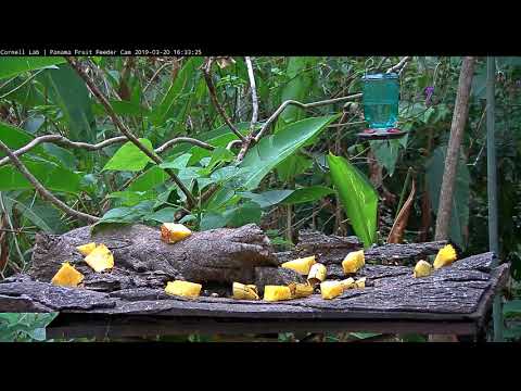 Panama Fruit Feeder Cam at Canopy Lodge 03-20-2019 20:20:47 - 21:20:49
