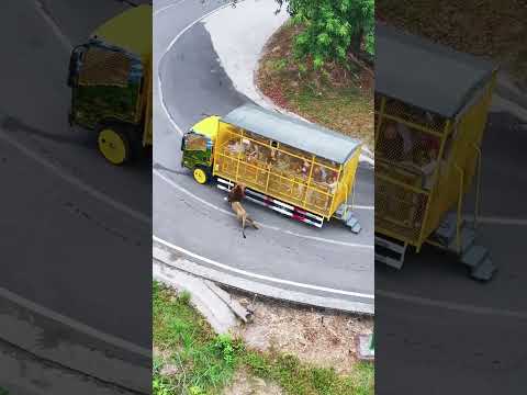 When a lion sees its prey, it starts running like an arrow from a bow. Its strong limbs stomp th