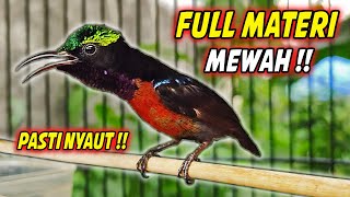 Download lagu KOLIBRI NINJA GACOR FULL ISIAN TEMBAKAN BELALANG EMAS !! MASTERAN KONIN FULL BONGKAR MATERI MEWAH mp3