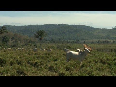 Cattle-ranching: biggest threat to Amazon rainforest