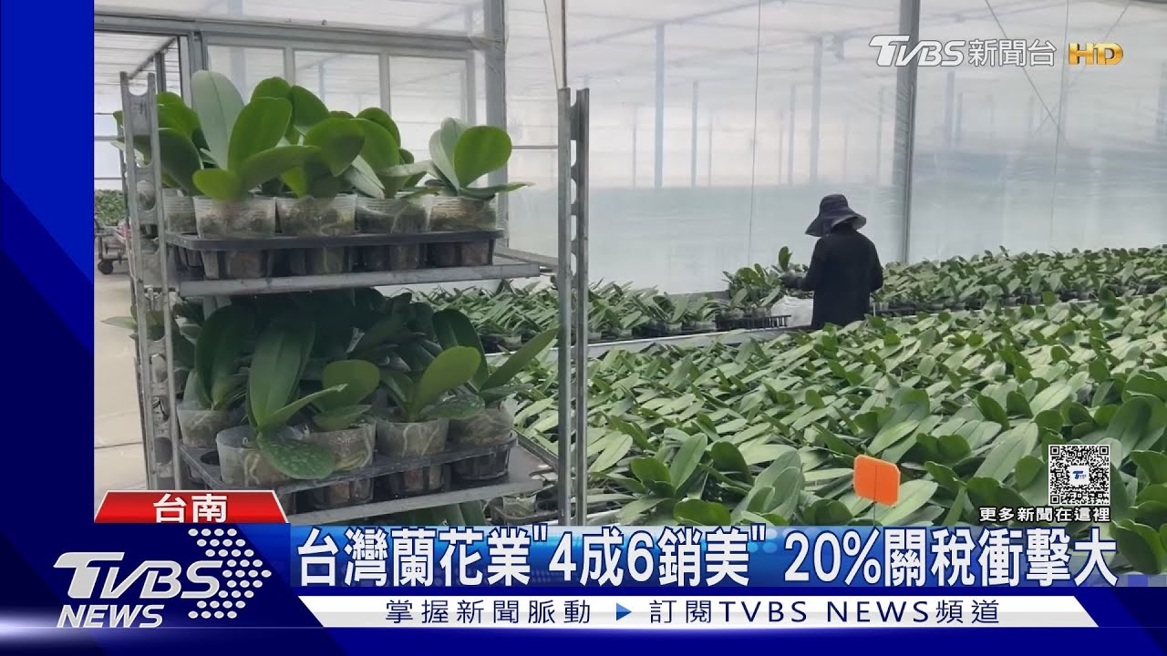 美20%關稅衝擊蘭花產業 業者嘆:一年少6百萬