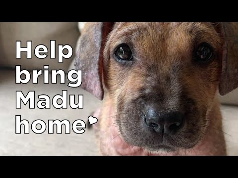 Please help us bring our rescue dog, Madu, home!