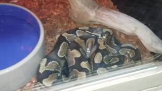 Awesome Critters at Wet Pets dothan al