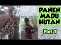Panen Madu Hutan MADU HUTAN ASLI SARANG TAWON UNDUH MADU Part 1 ZHA HONEY