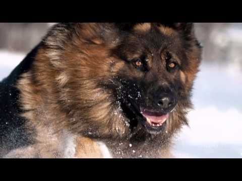 A mi öreg Bodri kutyánk ......(Régi katona nóta)