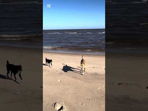 #llegamos #perros #cani #dogs #playa #lomitosfelices #fomento #colonia #uruguay #nadando