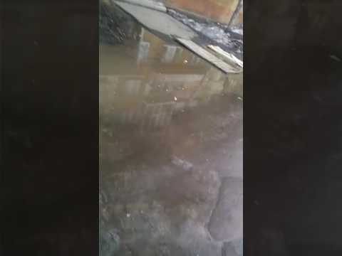 Муха сранск 2