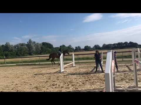 Ideal Junior Jumper 5yo mare 16h