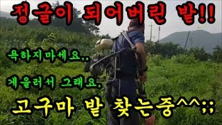 고구마농사 고구마밭에 풀약을 치지않았더니 정글이 되어서 예초기를 가지고 풀베기 작업을 하였습니다  farmi…