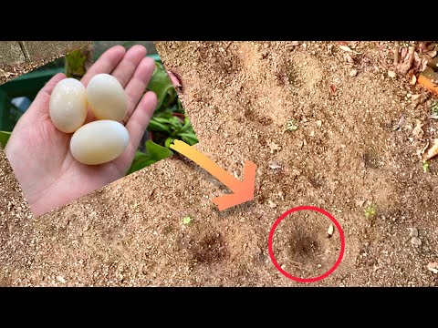 リスの穴の庭 追い払う方法 取り除く方法