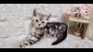 アメリカンショートヘアの動画01