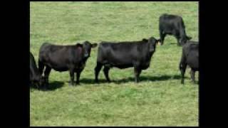 preview picture of video 'Angus Cows 2009'