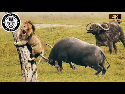 Cape Buffalo – The Struggle for Survival Against a Pack of Brutal Lions | Wildlife Documentary