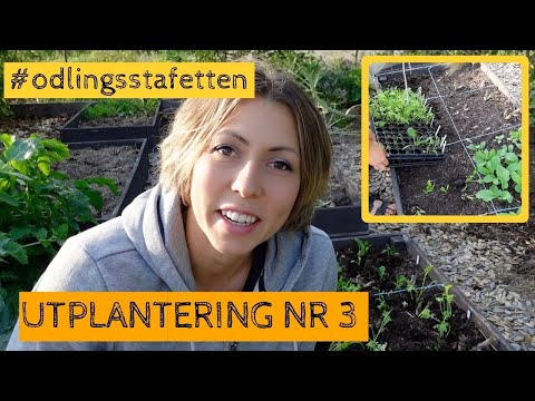 Tredje utplanteringen i #odlingsstafetten - Mitten av september, vi får se om det blir en sen skörd