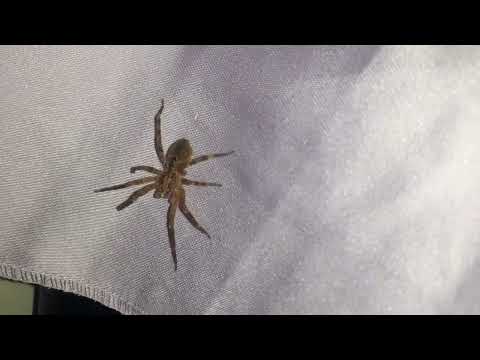 Marimanga e vertetë - The real Spider