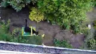 Лифт для кошки