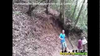 preview picture of video 'Impresionante selva de laurisilva en Parque Garajonay en La Gomera - Deportenatura'