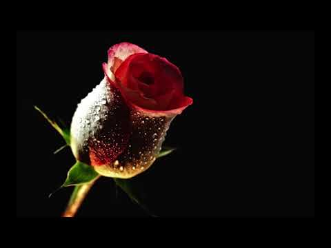 Un Trandafir Creste la Firida mea 2017