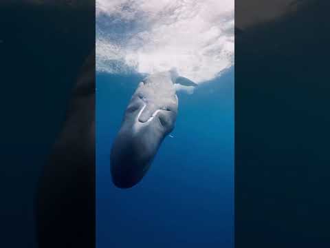 Sperm Whale Sound