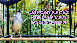 Download lagu suara burung CIBLEK GACOR NGEBREN Pancingan Ciblek Semi bahan jadikan ciblek kristal gacor Tarung mp3