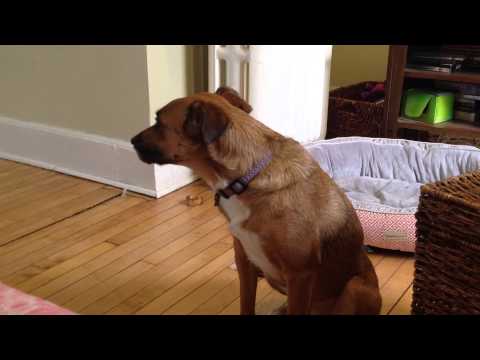 Doggy Hiccups?