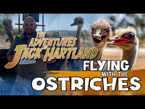 Avestruzes: Voando com os Avestruzes