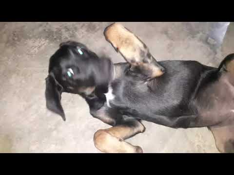 Nazira Es Picada Por Una Abeja Africana 🐝🐕