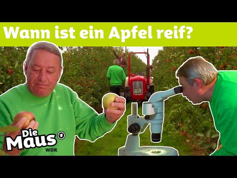 Das Geheimnis im Apfelstiel | DieMaus | WDR