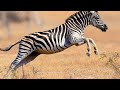 Zebra Wildlife The Most Relaxing Music With Ocean Nature Relaxing Meditation Stress Relief
