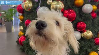 Tierisch gut: Goldendoodle Bolten liebt die Xmas Zeit