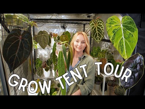 ✨ my first ever grow tent tour ✨ (with some new plants 🫣)
