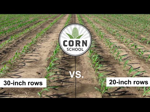Corn School: Is the future of corn higher populations in narrow rows?