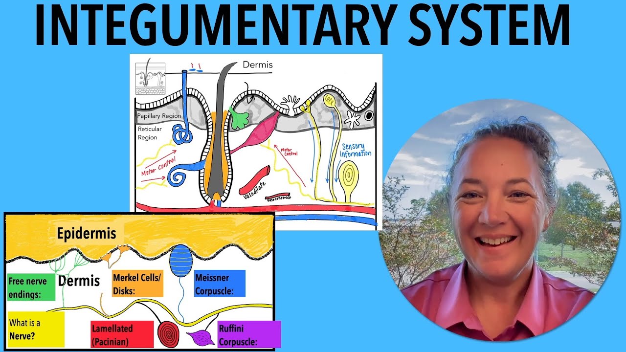 The Integumentary System - Everything your teacher will test you on!