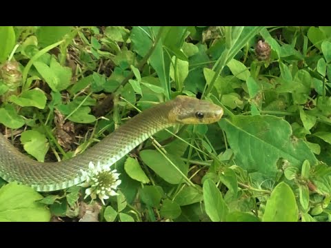 Užovka stromová (Zamenis longissimus) — herping v Ligúrii, Taliansko