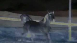 THE FLEE-REKKERS - Lone Rider - GEOFF GODDARD