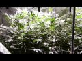 spectrum king led grow day 29 fungus gnat ...