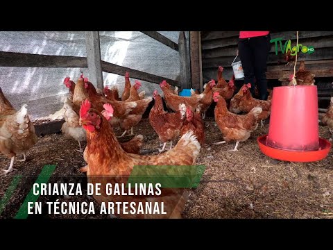 , title : 'Crianza de gallinas en técnica artesanal - TvAgro por Juan Gonzalo Angel Restrepo'