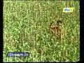 Kambang Kadu Kambang Kadu Vaaname Ellai Song