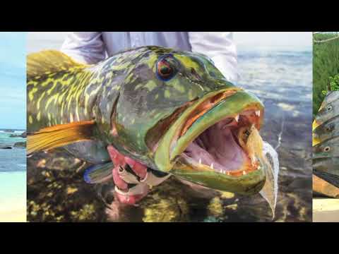 Antoinette Dodin - Ma vie