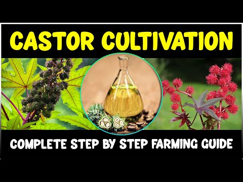 Castor cultivation - Complete Guide | Castor Farming